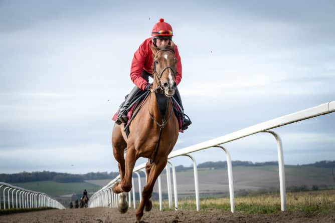 Sherwoods Pippa Horse Galloping